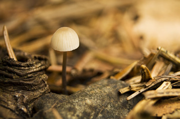 Mycena