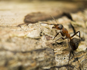 Mrówka rudnica Formica rufa - obrazy, fototapety, plakaty