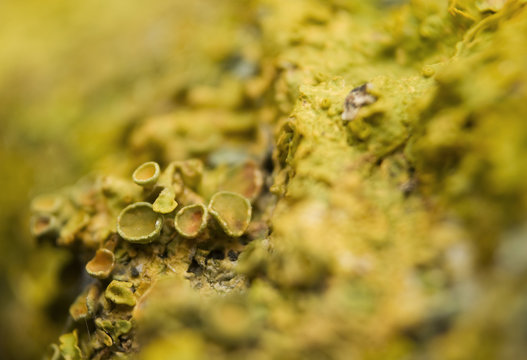 Złotorost wieloowocnikowy Xanthoria polycarpa