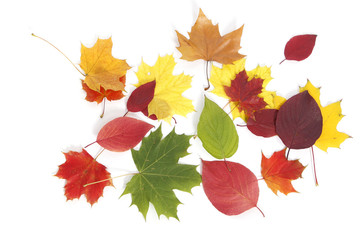 feuilles d'automne siolées sur fond blanc