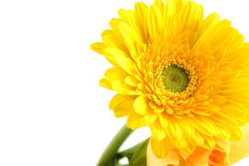 yellow flower