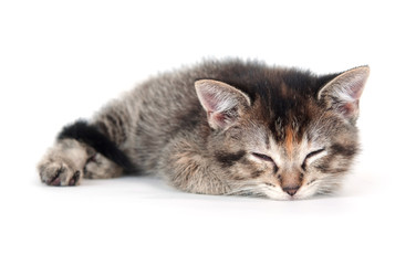 Cute tabby kitten sleeping