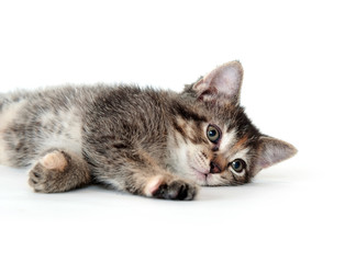 Cute tabby kitten laying down and playing