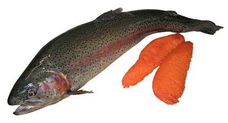 Lachsforelle mit Rogen