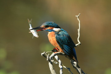 Martin Pêcheur (common kingfisher)