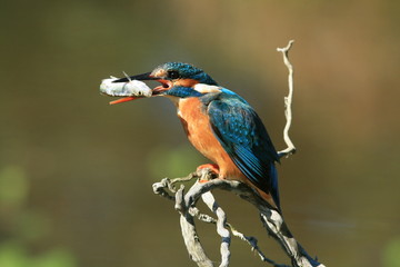 Martin Pêcheur (common kingfisher)