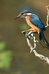 Martin Pêcheur (common kingfisher)