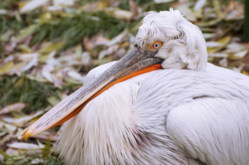 Пеликан (pelican)