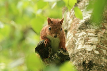 Écureuil roux (red squirrel)