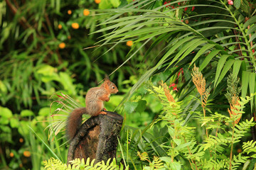 Écureuil roux (red squirrel)