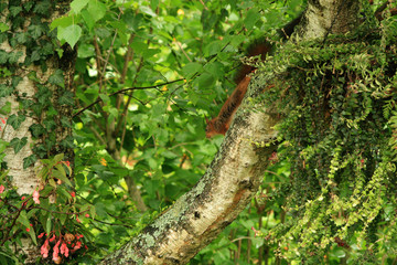 Écureuil roux (red squirrel)