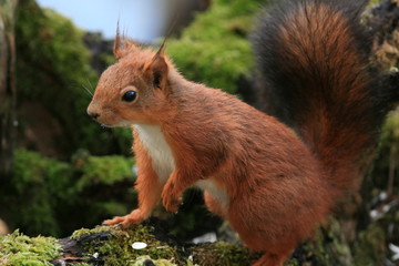Naklejka na ściany i meble Écureuil roux (red squirrel)