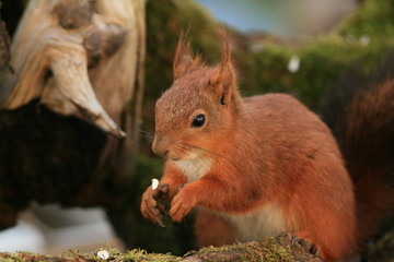 Écureuil roux (red squirrel)