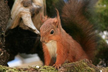Écureuil roux (red squirrel)