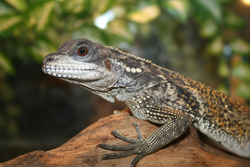 Fototapeta premium lizard