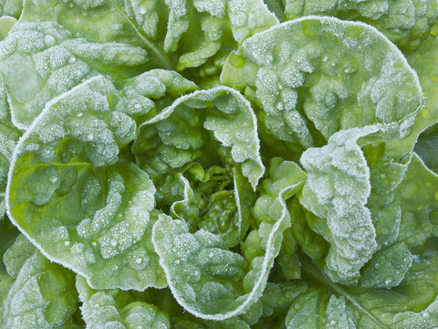 Frost auf Salat
