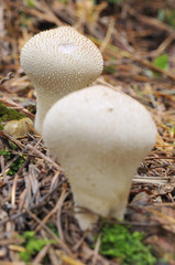 Setas, Lycoperdon perlatum