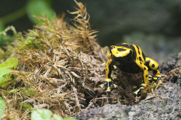 Black and yellow tropical poisonous frog of the rain forest