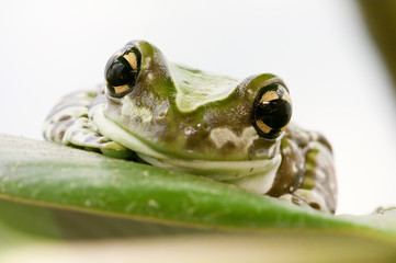 Closeup of a tropical green frog head