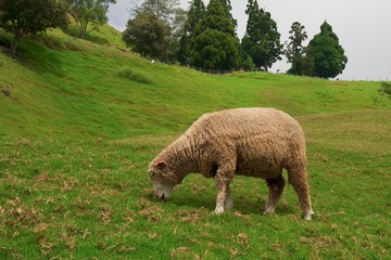 Single sheep in the farm