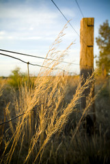 Fototapeta premium Tall grasses grow from underneath a farm fence