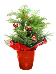 Festive Norfolk Pine with Christmas decorations