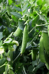 Peas pod