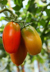 Three tomatoes on a branch