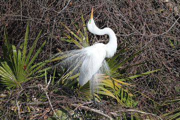 Great Egret Breeding Display