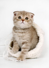 Kitten in a knitted collar.