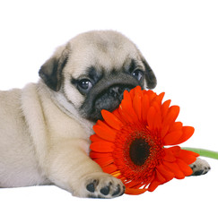 Pug puppy with red gerbers.
