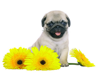Pug puppy with yellow chrysanthemums.