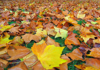 fall leaves background