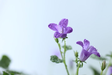 bell flower