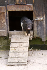 Minischwein kommt aus einem Stall