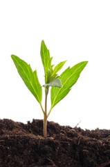 young plant on white