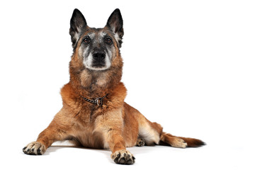 vieux malinois