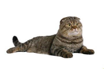 Scottish fold cat.