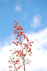南天の実と青空