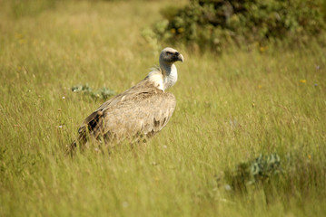 Buitre en el campo