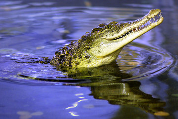 Cayman jamping from water with opening jaws
