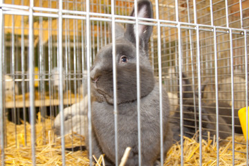 Kaninchen im Käfig