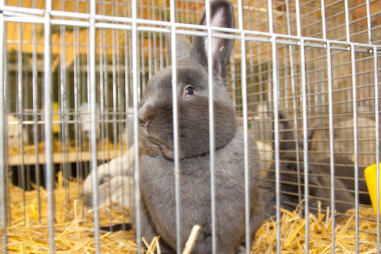 Kaninchen im K&auml;fig