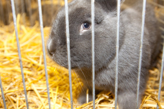 Kaninchen, Hase in K&auml;fig