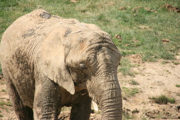 Fototapeta premium Elephant