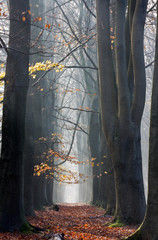 Footpath in a hazy Beech forest
