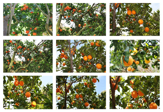 Collage di arance siciliane