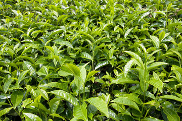 Tea Plant