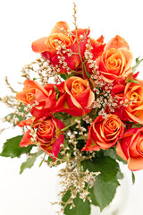 bunch of orange roses isolated on white