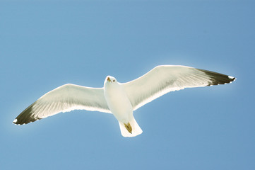 Sea gull in flight on a blue sky